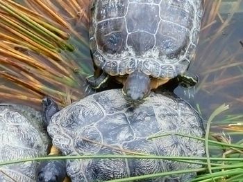 High angle view of tortoise in container