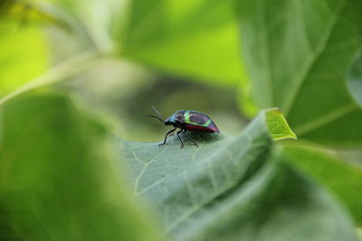 Close-up of grasshopper on leaf