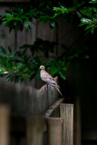 Bird perching on wooden post