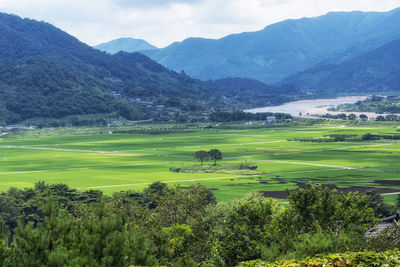 The view of seomjingang river and rice paddies with couple pine trees in hadong, south korea. 