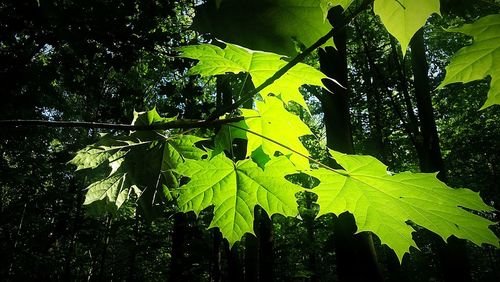 Close-up of leaves