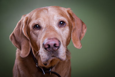 Close-up portrait of dog