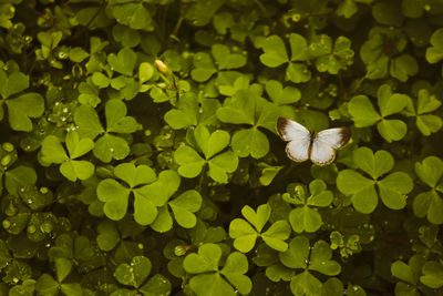 Close-up of butterfly on plant