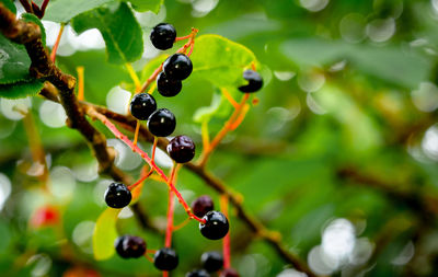 Close-up of berries growing on tree