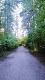 Footpath passing through forest