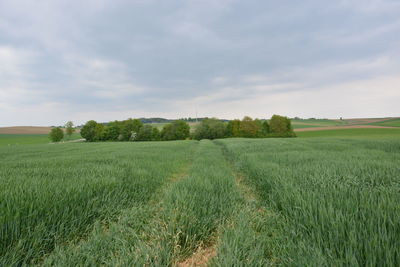 Scenic view of agricultural field against sky