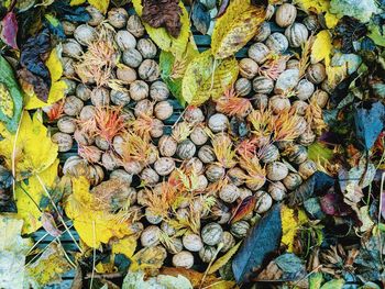 High angle view of leaves for sale in market