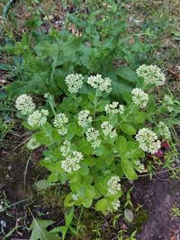 High angle view of flowering plants on field