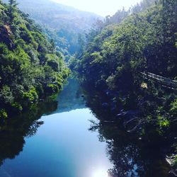 Scenic view of river amidst trees in forest