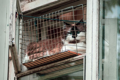 Portrait of a cat in cage