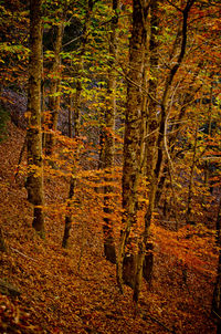 Trees in forest during autumn