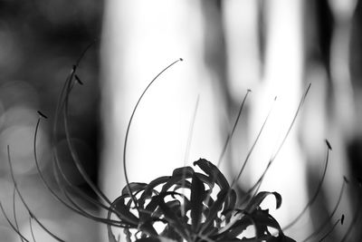 Close-up of white flowering plant