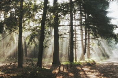 Trees in forest