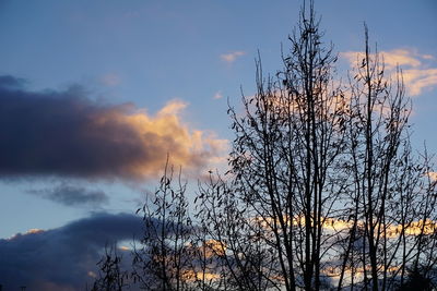 Close-up of silhouette tree against sky at sunset