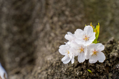 Close-up of white cherry blossom