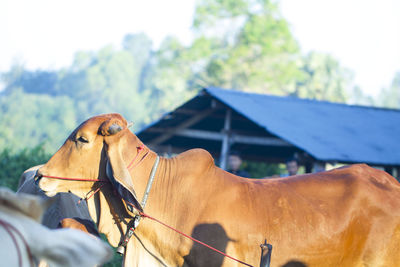 Close-up of horse on field