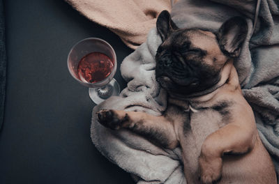 Funny french bulldog puppy sleeping on sofa with glass of wine