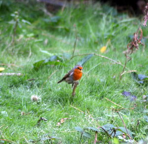 Bird perching on a grass