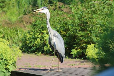 Gray heron perching on flower