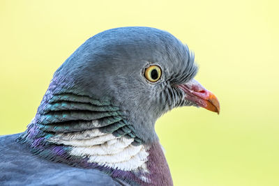 Close-up of a bird