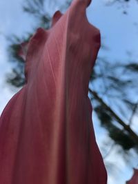 Close-up of flower tree against sky