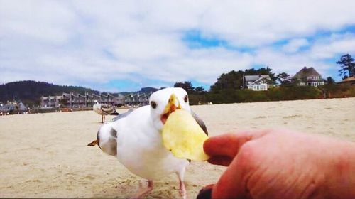 Close-up of hand holding bird against sky