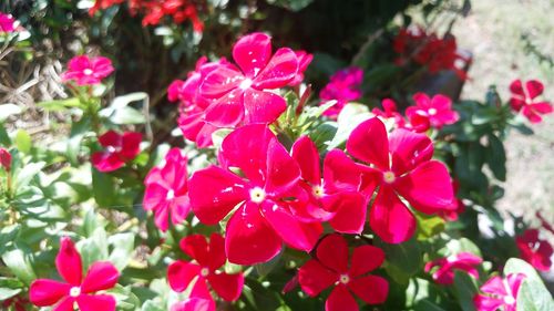 Close-up of pink flowers blooming outdoors