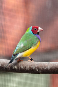 Close-up of parrot perching on a branch