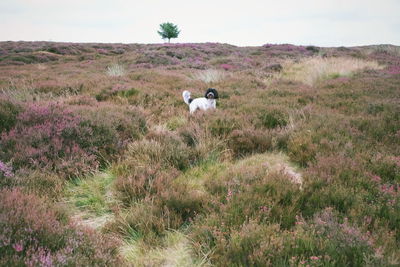 Dog in a field