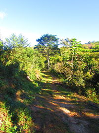 View of trees on sunny day