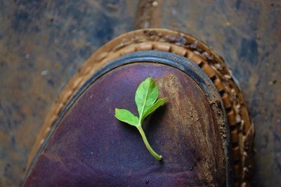 Close-up of green plant on dirty boot