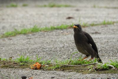 Bird perching on a grass