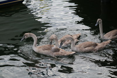 Swans swimming in lake