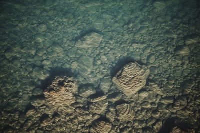 High angle view of turtle in sea