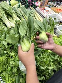 Low section of woman holding plant