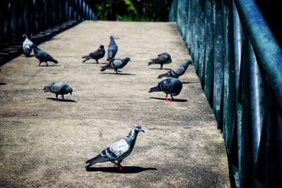 High angle view of pigeons perching on footpath