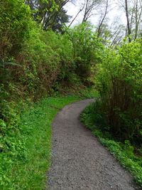 Footpath amidst trees