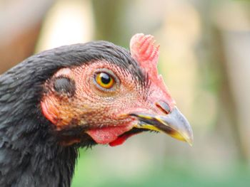 Close-up of a parrot