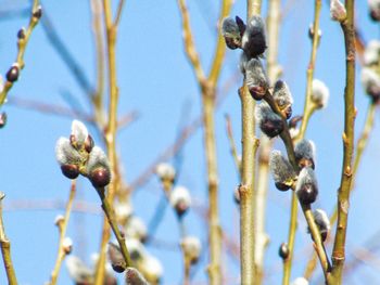 Close-up of flower buds on branch