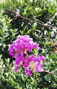 Close-up of purple flowers blooming outdoors