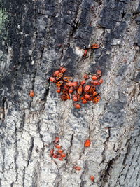 Close-up of orange leaves on tree trunk