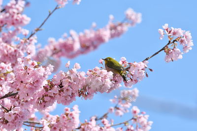 Close-up of pink cherry blossom