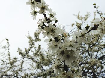 Low angle view of cherry blossoms in spring