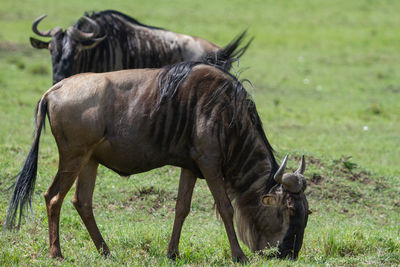 Wildebeest grazing in a field