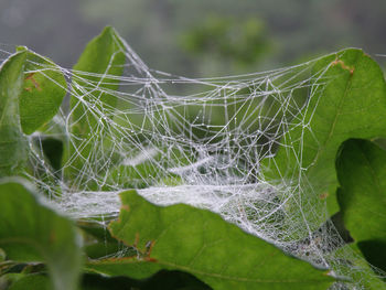 spider web