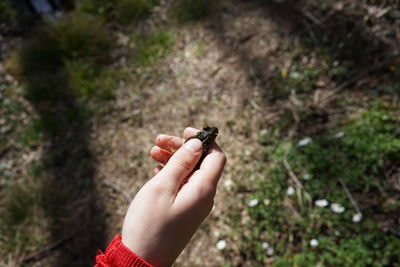 Close-up of hand holding a frog