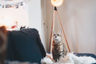 Cat relaxing on sofa at home