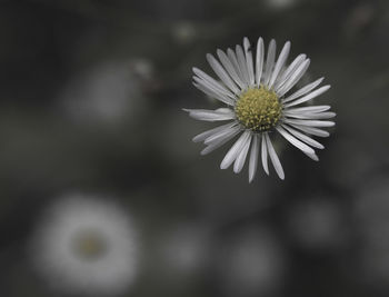 Close-up of white daisy flower