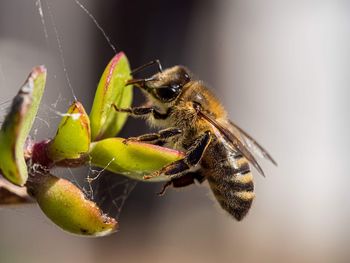 Close-up of bee on plant