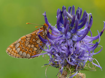 Close-up of butterfly pollinating on purple flower